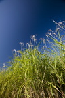 Miscanthus1 019.jpg